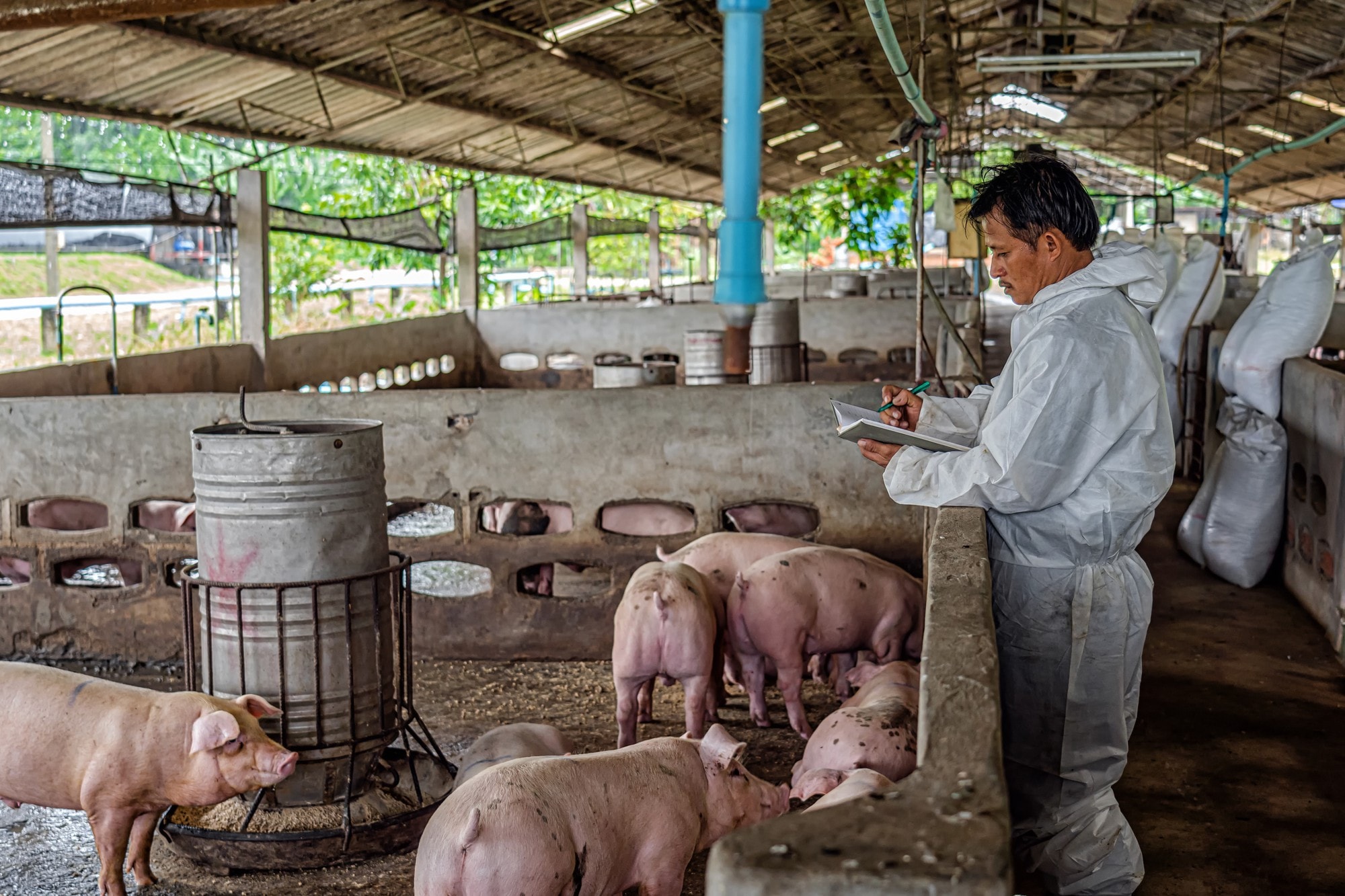 Giá lợn hơi hôm nay 25/10/2024: Tiếp tục giảm về mức 58,000 đồng/kg