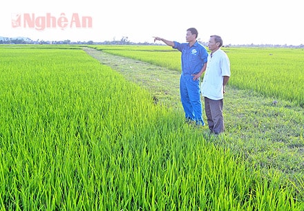 Ông Trần Văn Minh và Nguyễn Xuân Huệ thăm cánh đồng mẫu lớn của xã.