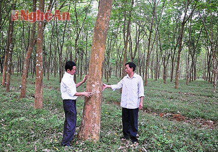 Bí thư chi bộ  Phan Văn Lương (bên phải) - người đi đầu trong trồng cây cao su ở xóm Diễn Châu (Tân An - Tân Kỳ).