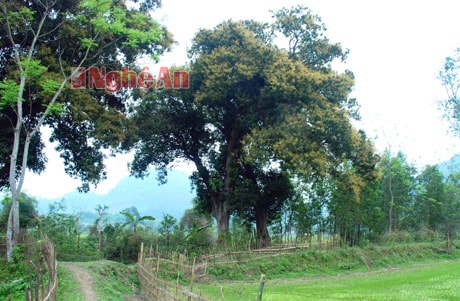 Hai cây muỗm đại thụ trăm năm tuổi ở trung tâm mường Choọng.