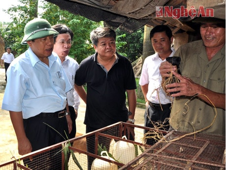 Thăm trang trại chăn nuôi cho hiệu quả cao của ông Hồ Vĩnh Linh, xóm 4, Nam Anh