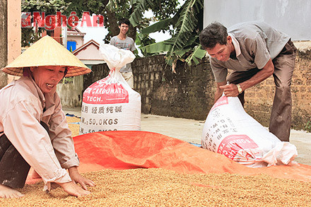 Gia đình ông Nguyễn Bá Nghĩa (phường Mai Hùng) phơi lúa bị ngấm nước lũ.