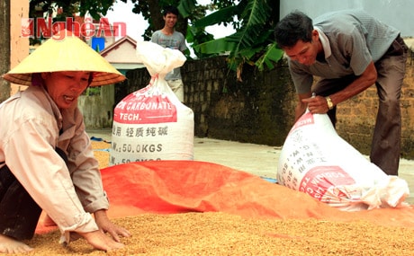 Gia đình ông Nguyễn Bá Nghĩa (phường Mai Hùng) phơi lúa bị ngấm nước lũ.