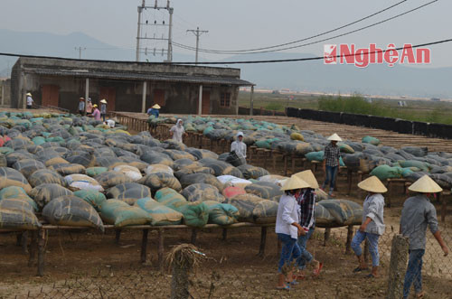 Công nhân công ty chế biến thủy sản ở phường Quỳnh Dị huy động công nhân phơi lại nguyên vật liệu khi trời nắng.