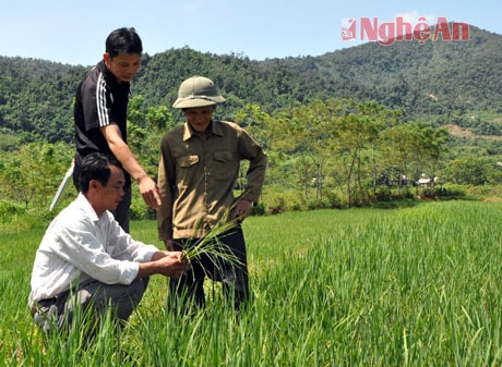 Cán bộ nông nghiệp huyện hướng dẫn cách chăm sóc lúa cho ông Lỳ Chông Cừ - bản D1, KKT mới Minh Châu.