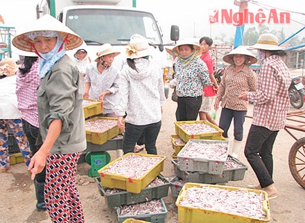 Cá được các thương lái mua ngay tại bến