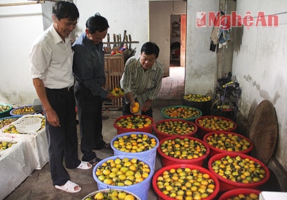 Sản phẩm hồng của gia đình anh Nguyễn Hữu Thuận chuẩn bị đưa ra thị trường.