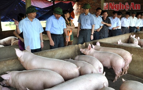 Chủ tịch UBND tỉnh đã thăm mô hình kinh tế trang trại tổng hợp chăn nuôi lợn kết hợp nuôi cá của bà Nguyễn Thị Cầu.