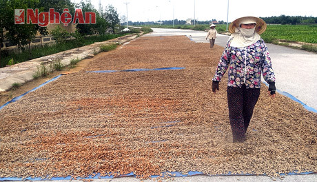 Nông dân xã Diễn Thịnh phơi lạc đỏ thu mua từ Lào về.