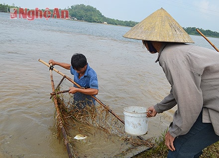 Để bắt được cua, mỗi gia đình phải có 2 người thay nhau, lúc đứng trên bờ, lúc lội bộ dưới ruộng