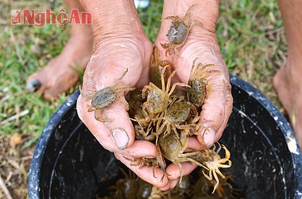 Mỗi kg cua đồng hiện nay có giá 30 ngàn đồng, cua bắt được đến đâu, thương lái mua hết đến đó