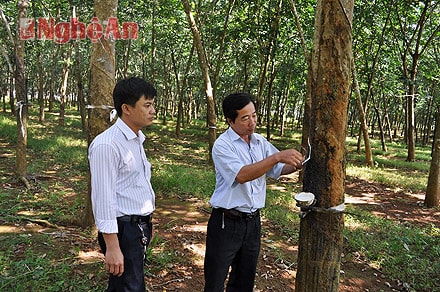 Mặc dù thời tiết diễn biến phức tạp, nhưng nhờ chăm sóc chu đáo cây cao su tại vùng đất Thị xã Thái Hòa phát triển tốt.