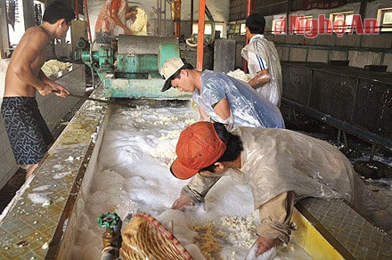 Sản xuất cao su tại  Xí nghiệp chế biến cao su Tây Hiếu.