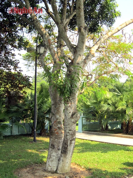 Cây xoài do Đại tướng Võ Nguyên Giáp trồng tại Khu di tích Kim Liên. (Ảnh trong bài do ông Nguyễn Bá Hòe cung cấp)