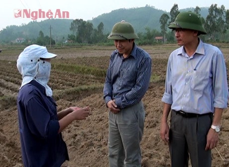 Lãnh đạo thị xã Hoàng Mai đi thăm đồng