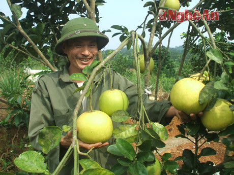 Niềm vui của ông Nguyễn Đình Thủy trong mùa thu hoạch bưởi.