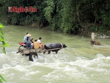 Vượt cầu tràn bằng xe trâu.