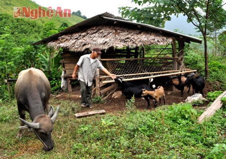 Mô hình chăn nuôi của CCB Lô Mạnh Hùng.