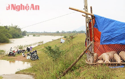 Gia súc được chuyển lên bờ an toàn