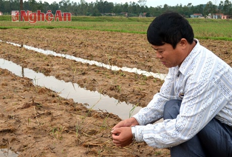 Ông Đậu Viết Hiên, Chủ tịch UBND phường Mai Hùng kiểm tra diện tích ngô bị ngập nước.