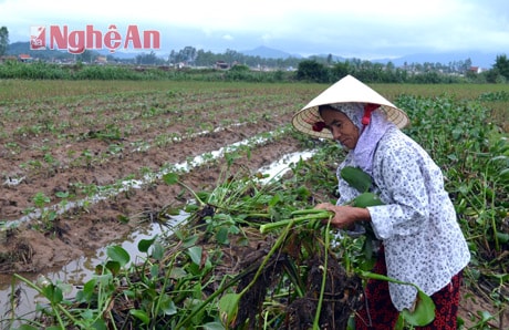 Bà Ngô Thị Hương bần thần bên ruộng khoai chất đầy bèo tây của gia đình.