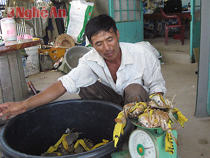 1 ha nuôi cua ở Diễn Vạn (Diễn Châu) cho thu lãi gần 300 triệu đồng.