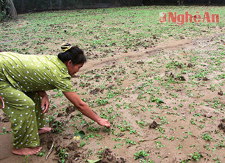  l Bà Thái Thị Sen (xóm 5, Kiều Hạ, xã Nam Cường) trên vườn rau cải dập nát sau mưa.