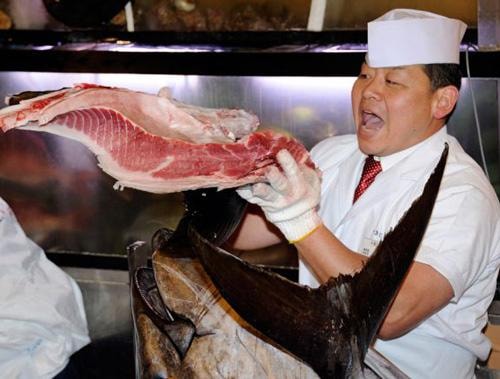  Phần mềm mới của Nhật có thể giúp phân biệt được thịt cá ngừ vây xanh Thái Bình Dương và cá ngư vây vàng - Ảnh: AFP