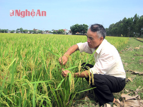 Ông Lưu Văn Ngữ - Chủ nhiệm HTX Nông nghiệp Phú Hậu kiểm tra lúa giống BC15 vụ hè thu 2013.