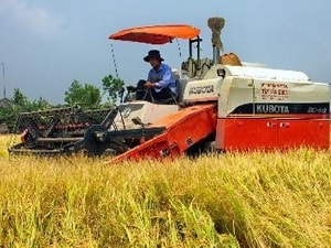 Thu hoạch lúa Đông Xuân tại Hậu Giang.