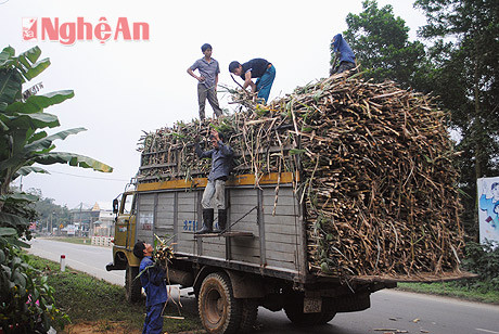 Vận chuyển mía ở Tam Hợp (Quỳ Hợp)