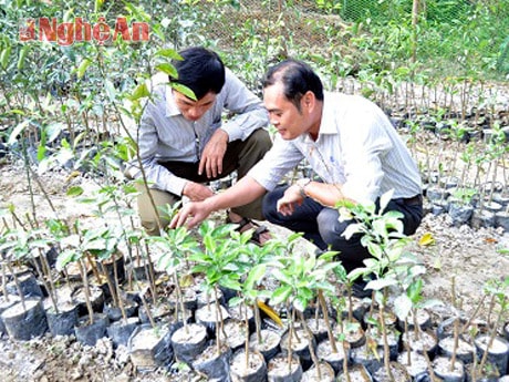 Cam được ươm ghép tại vườn ươm của Trạm khuyến nông huyện tại bản Pha, xã Yên Khê mỗi năm từ 2.000 đến 3.500 gốc.