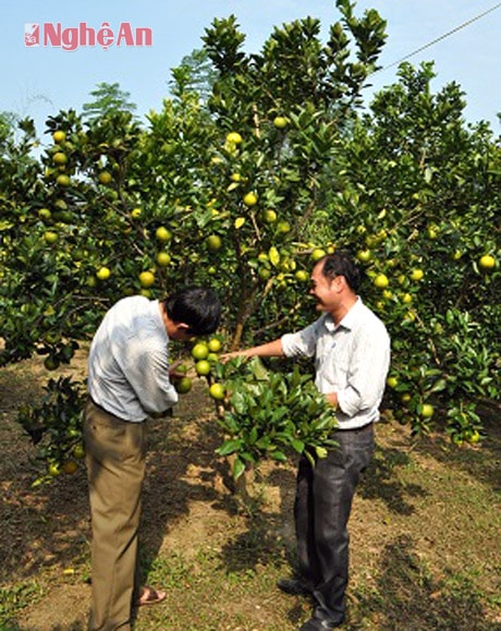 Thu hoạch cam tại bản Tân Hương, xã Yên Khê, năng suất khoảng 10-15 tấn/ha.