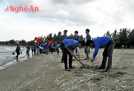 Thanh niên khối nông thôn Thị xã Cửa Lò chung tay bảo vệ môi trường biển.