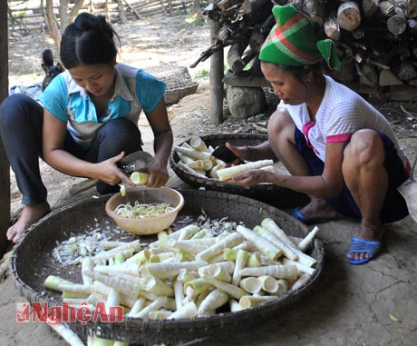 Cắt măng.