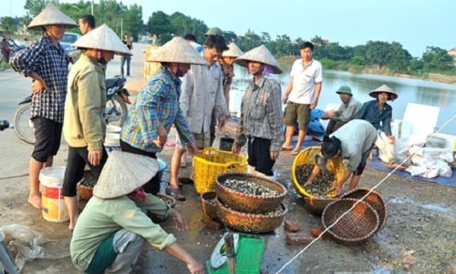 Cảnh tấp nập tại điểm một điểm thu mua ốc bươu vàng