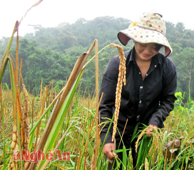 Cắt lúa nương bằng chiếc hép