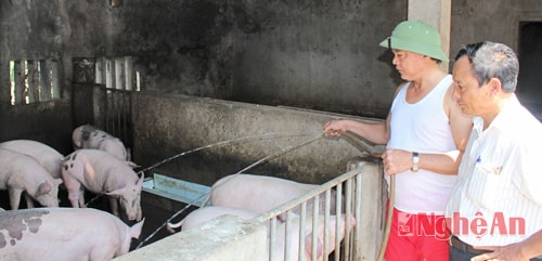 Mô hình chăn nuôi lợn thịt hàng hóa của anh Vũ Văn Quỳnh ở xóm giáo toàn tòng Lâm Thành (Nam Thành - Yên Thành). Ảnh: N.S