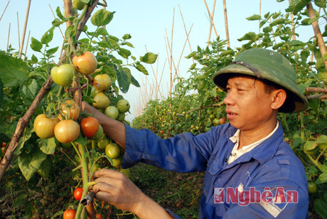 Mô hình trồng cà chua cho thu nhập cao ở xã Quỳnh Văn.Ảnh: Trần Tố