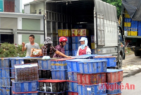 Công ty TNHH Thương mại & Dịch vụ Đức Công chuẩn bị trứng gà cung ứng thị trường Tết Giáp Ngọ 2014.