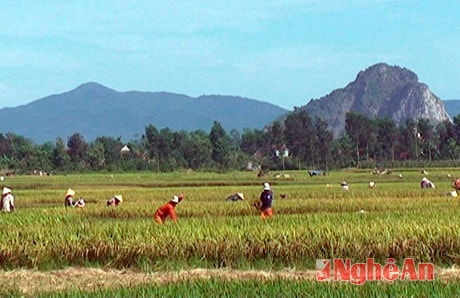 Cánh đồng lúa năng suất cao ở Hợp Thành, Yên Thành.Ảnh: Đức Chuyên