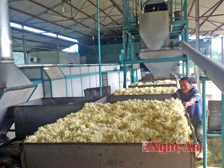 Dây chuyền chế biến mủ cao su của Công ty TNHH MTV Nông nghiệp Sông Con.