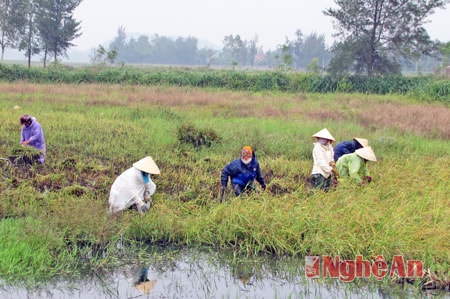 Người dân xã Nghi Xá gặt lúa chạy bão