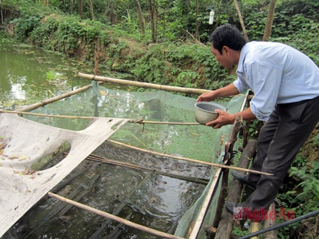 Khoanh chuồng trên mặt ao để nuôi ếch.