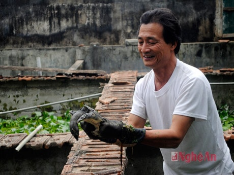 Ông Nguyễn Như Phúc kiểm tra ba ba giống trước khi bán.