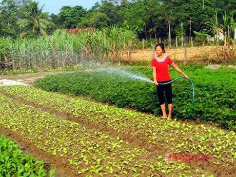 Bà Đặng Thị Hải, xóm Tiền Phong 2, chăm sóc vườn rau.