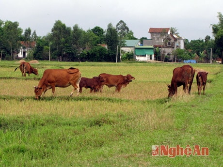 Chăn thả bò tại Hưng Nguyên.