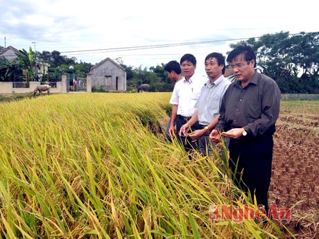 Đồng chí Hồ Ngọc Sỹ - Ủy viên BTV Tỉnh ủy- Giám đốc Sở NN&PTNT thăm cánh đồng lúa tại Thanh Chương. Ảnh: H.V