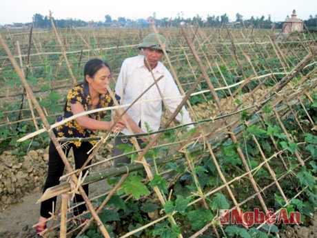 Trồng bí xanh cho thu nhập cao ở xóm 8, Hưng Tân (Hưng Nguyên).