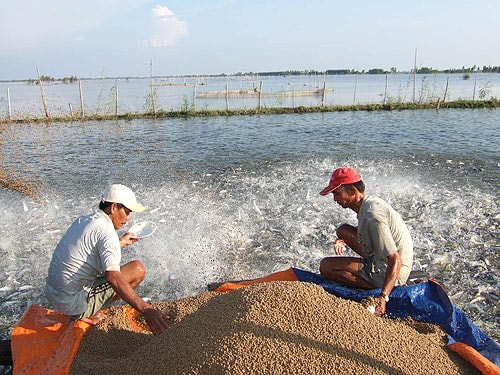 20% thức ăn thủy sản không đạt chất lượng